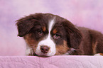 Australian Shepherd Welpe