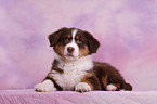 Australian Shepherd Welpe