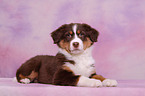 Australian Shepherd Welpe