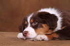 Australian Shepherd Welpe