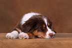 Australian Shepherd Welpe