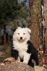 Australian Shepherd Welpe