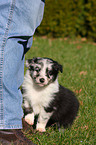 Australian Shepherd Welpe