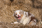 Australian Shepherd Welpe