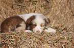 Australian Shepherd Welpe