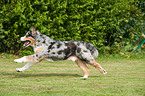 rennender Australian Shepherd