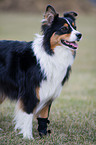 Australian Shepherd