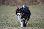 Australian Shepherd