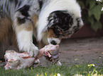 Australian Shepherd beim Fressen