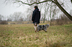 stehender Australian Shepherd