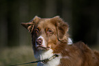 Australian Shepherd Portrait