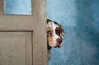 Australian Shepherd Portrait