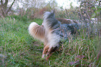 Australian Shepherds