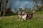 spielende Australian Shepherds