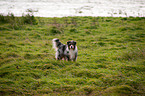 stehender Australian Shepherd