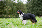 stehender Australian Shepherd