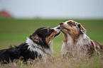 Australian Shepherd Portrait