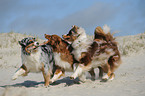 spielende Australian Shepherds