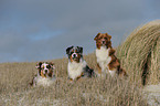 Australian Shepherds