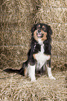 Australian Shepherd