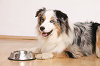 liegender Australian Shepherd