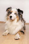 liegender Australian Shepherd