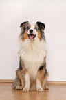 sitzender Australian Shepherd