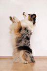 sitzender Australian Shepherd