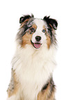 Australian Shepherd Portrait