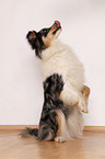 sitzender Australian Shepherd