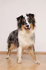 Australian Shepherd