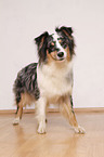 Australian Shepherd