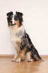 sitzender Australian Shepherd