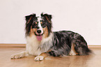 liegender Australian Shepherd