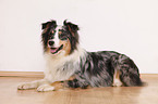 liegender Australian Shepherd