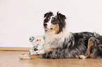 liegender Australian Shepherd