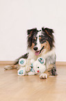 liegender Australian Shepherd