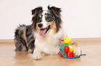 liegender Australian Shepherd