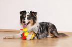 liegender Australian Shepherd