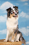 sitzender Australian Shepherd