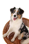 sitzender Australian Shepherd