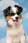 Australian Shepherd Portrait