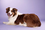 liegender Australian Shepherd