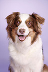 Australian Shepherd Portrait