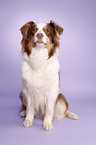 sitzender Australian Shepherd