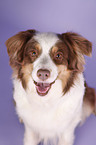 Australian Shepherd Portrait