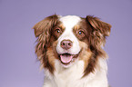 Australian Shepherd Portrait