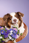 liegender Australian Shepherd