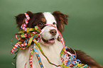 Australian Shepherd Portrait