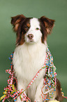 Australian Shepherd Portrait